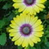 Blue Eyed Beauty Osteospermum Plant