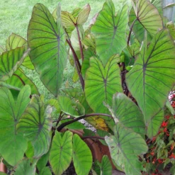 Blue Hawaii Royal Hawaiian Colocasia