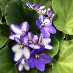 Blue Ice African Violet