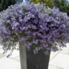 Blutopia® Blue Bacopa Plant