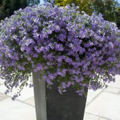 Blutopia® Blue Bacopa Plant