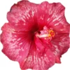 Bold Idea Cajun Hibiscus