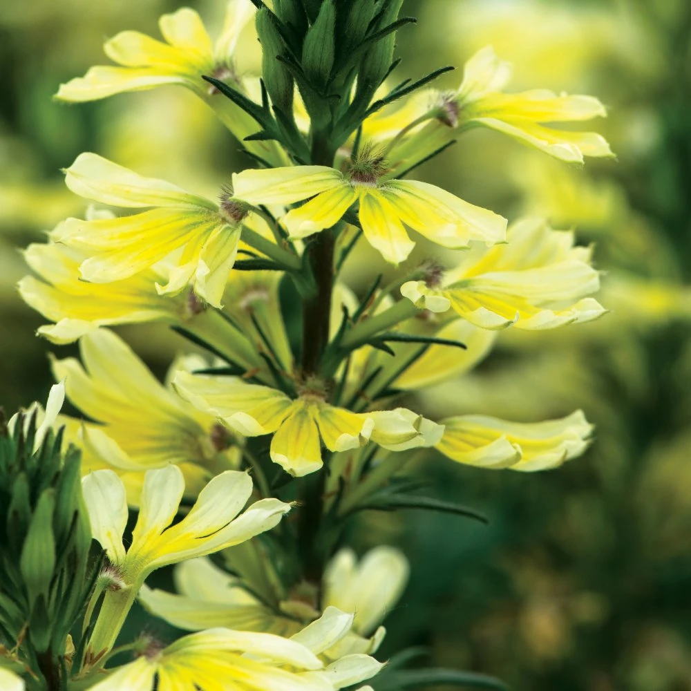 Bombay® Yellow Scaevola