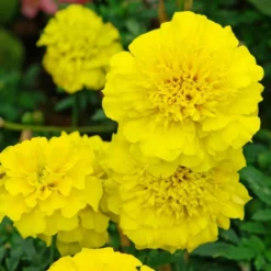 Bonanza Yellow Marigold