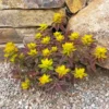 Bonfire Euphorbia (Spurge)
