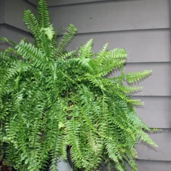 Boston Fern