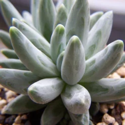 Bracteosum Pachyphytum (Moonstone)