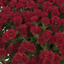 Brandi™ Burgundy Yoder Garden Mum Plant