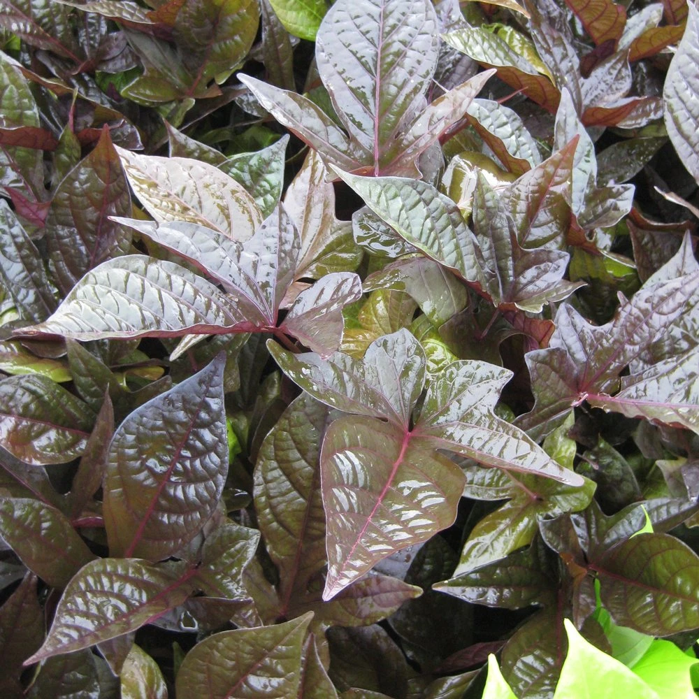 Bright Lights Deep Purple Ipomoea Plant