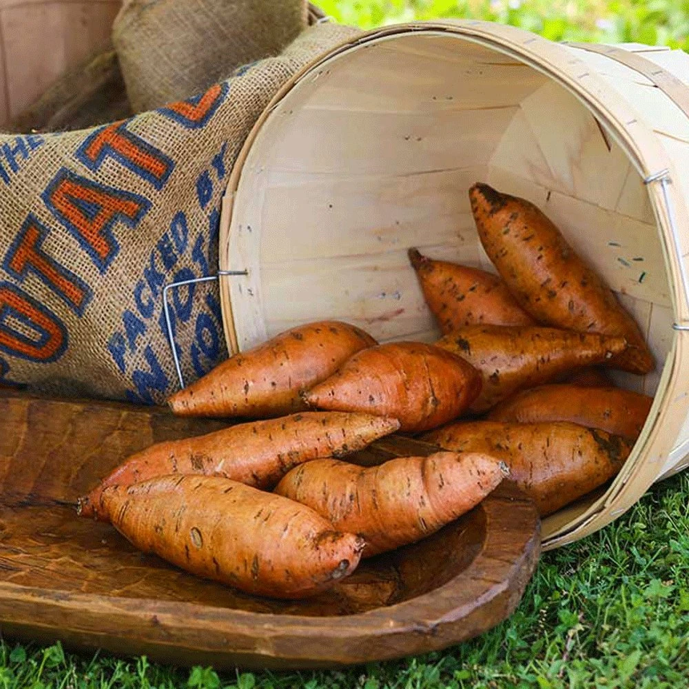 Porto Rico Sweet Potato