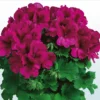 Aristo® Burgundy Regal Geranium Plant