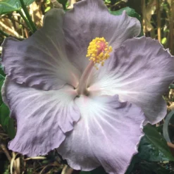 Blue Cajun Hibiscus