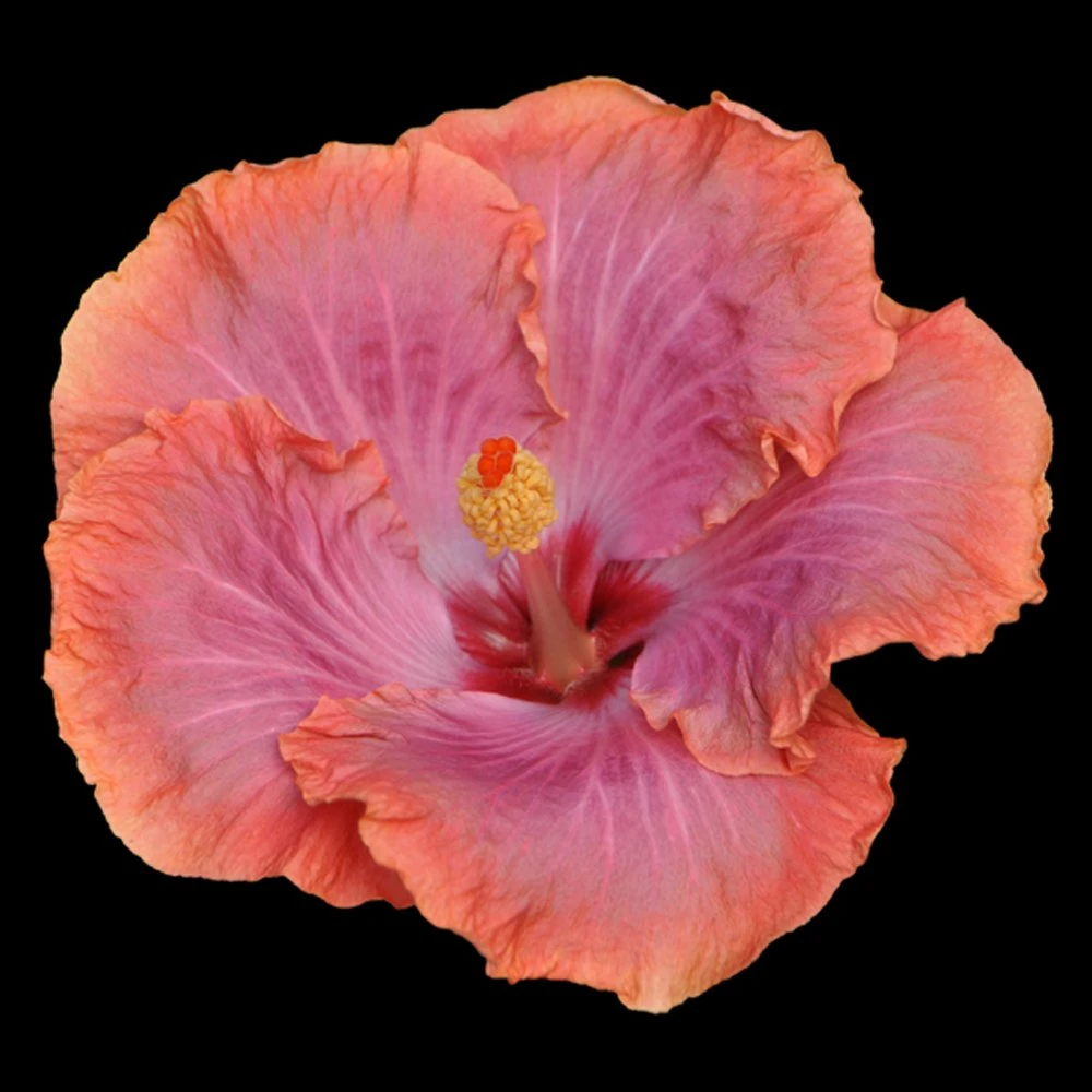 Dixieland Cajun Hibiscus