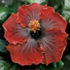 Black Dream Cajun Hibiscus