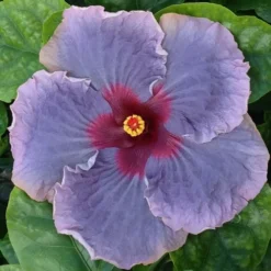 Blue Jean Baby Cajun Hibiscus