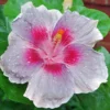 City Slicker Cajun Hibiscus