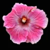 Hotsy Totsy Cajun Hibiscus