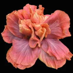 Queen Of Dreams Cajun Hibiscus