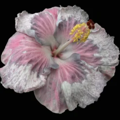 Snow On The Mountain Cajun Hibiscus