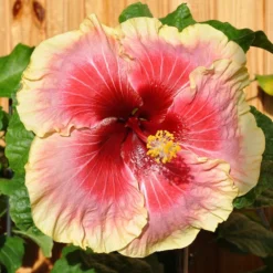 Tahitian Queen Cajun Hibiscus