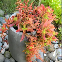 Campfire Crassula