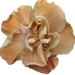 Caramel Rose Cajun Hibiscus