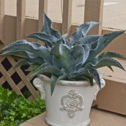 Catch A Wave Mangave