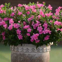 Soiree Double Pink Catharanthus