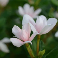 Soiree Double White Catharanthus
