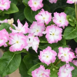 Soiree Flamenco Cheeky Pink Catharanthus