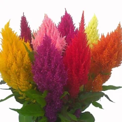 Pampas Mix Plumed Celosia
