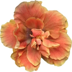 Chartreuse Rose Cajun Hibiscus