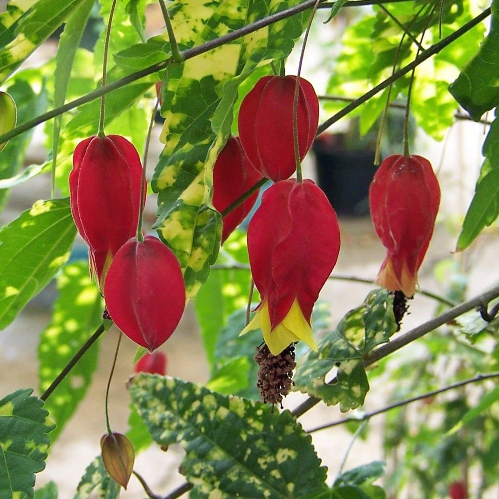 Variegatum Abutilon
