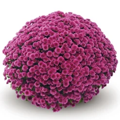 Belgian Mum® Amiko Violet Plant