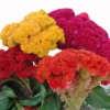 Cockscomb Mix Crested Celosia