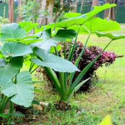 Taro Colocasia Esculenta - Elephant Ear