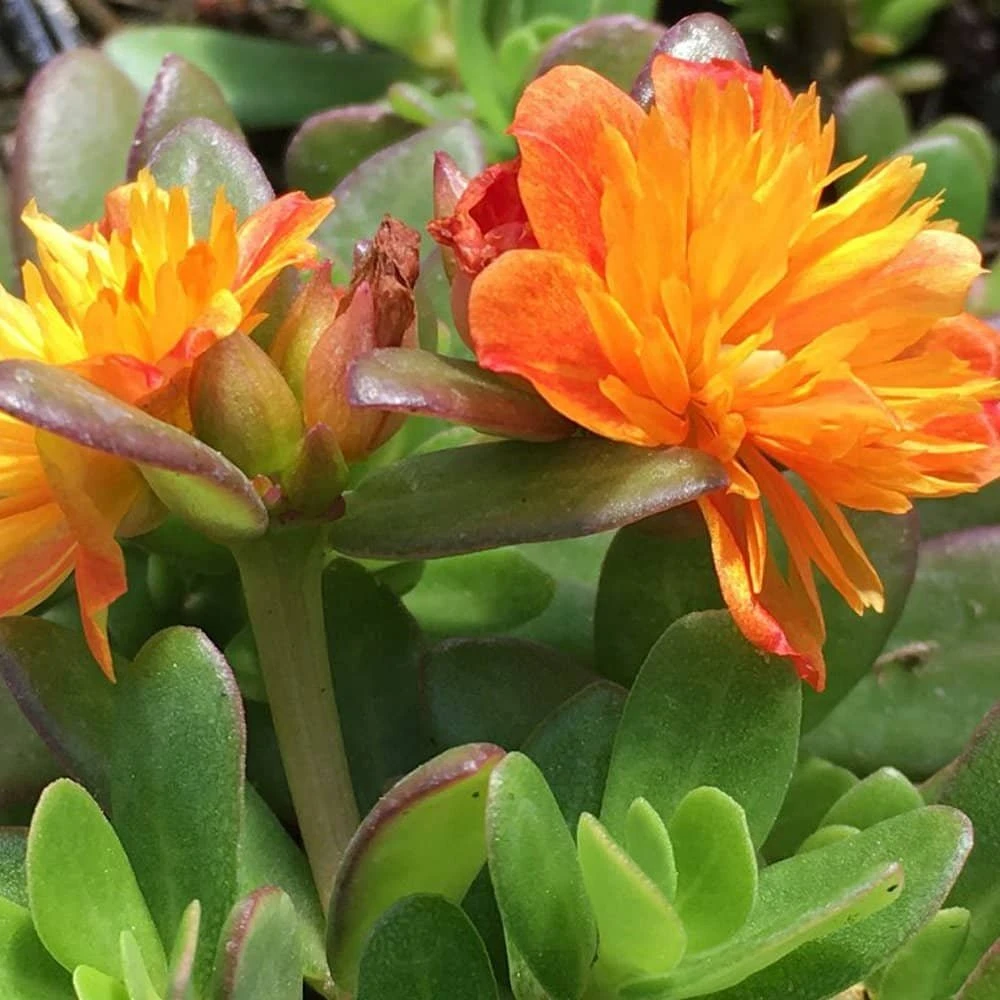 Colorblast Double Orange Portulaca (Moss Rose)
