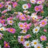 Comet Pink Argyranthemum