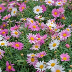 Comet Pink Argyranthemum