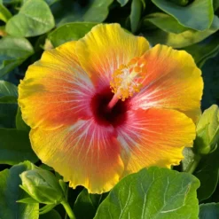 Cosmic Dancer Cajun Hibiscus