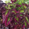 Cracklin Rosie Coleus Plant