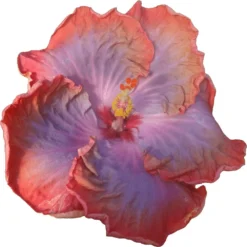Creole Lady Cajun Hibiscus