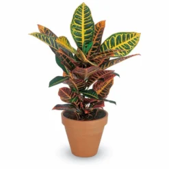 Croton Petra