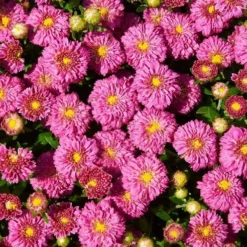 Dainty Pink Igloo Perennial Mum Plant