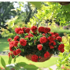 Great Balls Of Fire™ Dark Red Ivy Geranium Plant