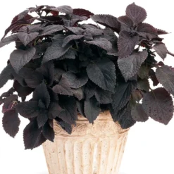 Dark Star Coleus Plant