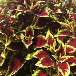 Defiance Coleus Plant