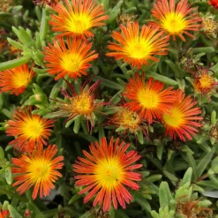 Wheels Of Wonder® Fire Wonder Delosperma (Ice Plant)