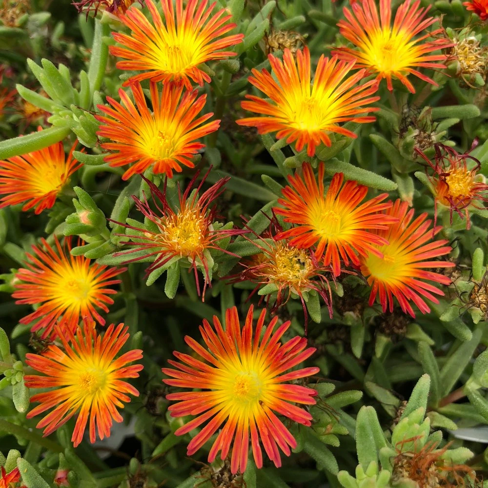 Wheels Of Wonder® Fire Wonder Delosperma (Ice Plant)