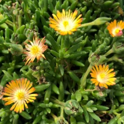 Jewel Of Desert Topaz Delosperma (Ice Plant)